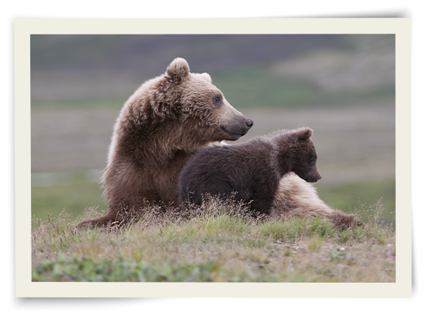 Plush Grizzly - Grizzly bear conservation and protection